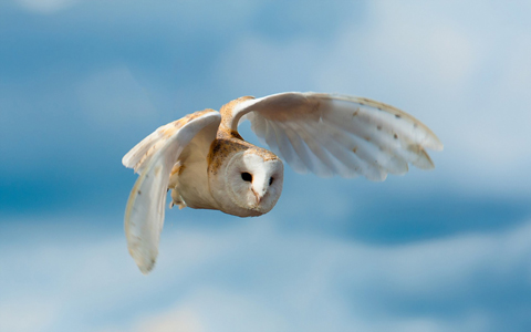 white-owl-flying-wide